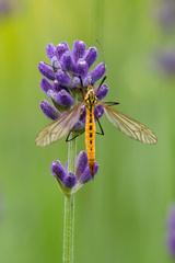 Nephrotoma flavescens