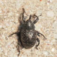 Chalcodermus aeneus