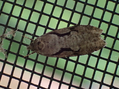 Semioscopis packardella