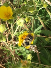 Bombus melanopygus