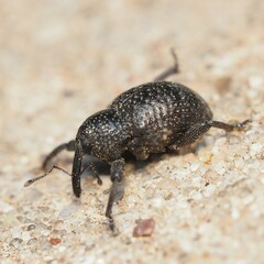 Chalcodermus aeneus