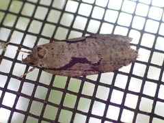 Semioscopis packardella