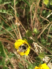 Bombus melanopygus