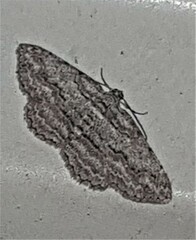 Psilosticha attacta