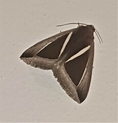Chalciope alcyona