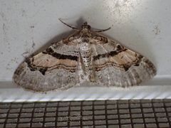 Xanthorhoe labradorensis