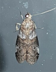 Conobathra hemichlaena