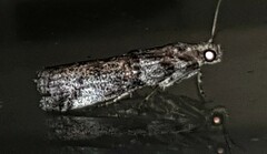 Conobathra hemichlaena