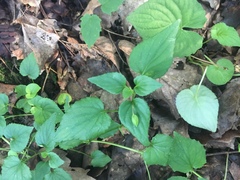 Viola hastata
