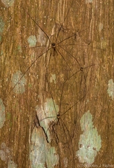 Neopantopsalis pentheter