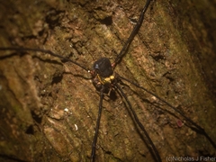 Neopantopsalis pentheter