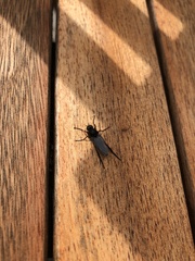 Bibio pomonae