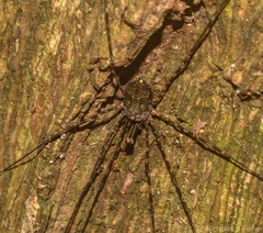 Neopantopsalis pentheter