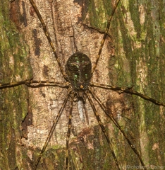 Neopantopsalis pentheter