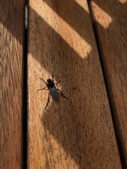 Bibio pomonae