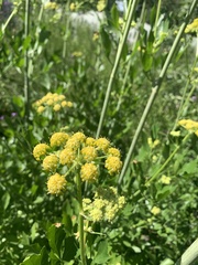 Levisticum officinale