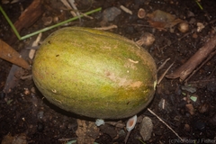 Trichosanthes subvelutina