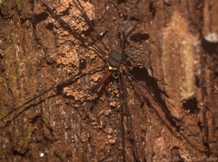 Neopantopsalis pentheter