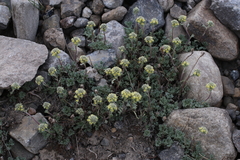 Artemisia glomerata