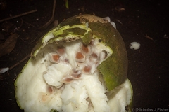 Trichosanthes subvelutina