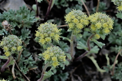Artemisia glomerata