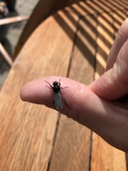 Bibio pomonae