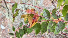 Gaultheria leucocarpa