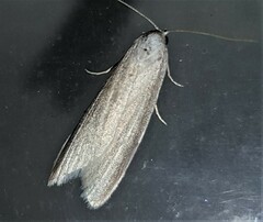 Prionopterina grammatistis