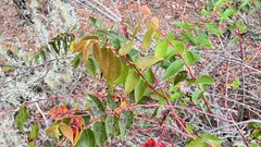 Gaultheria leucocarpa