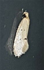 Mimobrachyoma meselectra