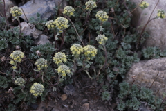 Artemisia glomerata