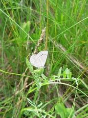 Media resource of Glaucopsyche lygdamus