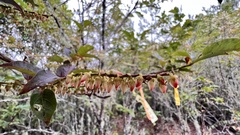 Gaultheria leucocarpa