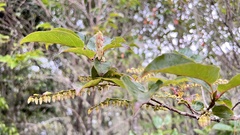 Gaultheria leucocarpa