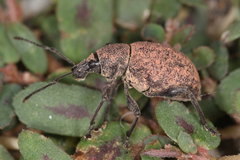 Otiorhynchus armadillo