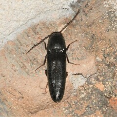 Megapenthes insignis