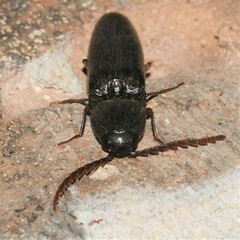 Megapenthes insignis