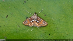 Paracymoriza cataclystalis