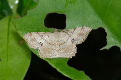 Calletaera subexpressa