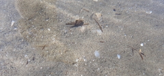 Umbrina cirrosa
