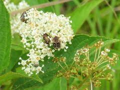 Valgus canaliculatus