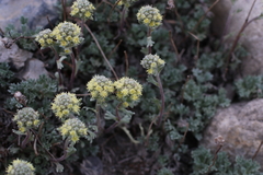 Artemisia glomerata