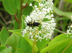 Typocerus lunulatus