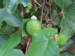 Passiflora foetida