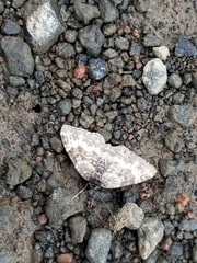 Rheumaptera hastata thulearia