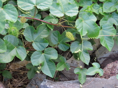 Passiflora foetida