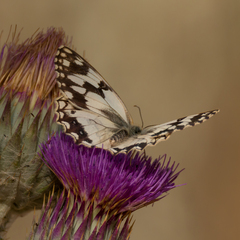 Melanargia lachesis