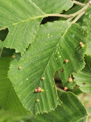 Eriophyes alniincanae