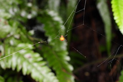 Argyrodes miniaceus