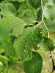 Eriophyes alniincanae